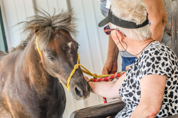 Pet therapy miniature horse, Comet, with a patient